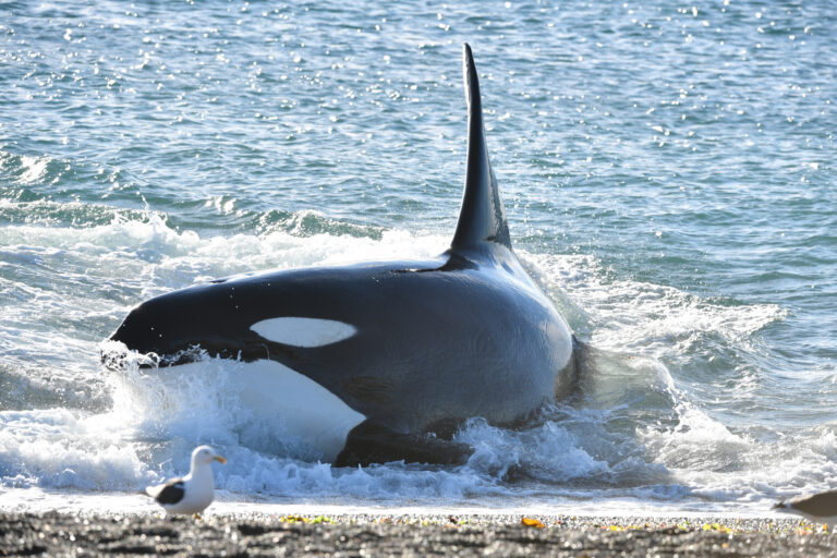 Temporada de orcas en la Península Valdés