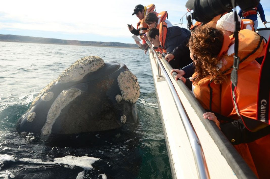 Temporada de Ballenas en Puerto Madryn Revista Un Camino